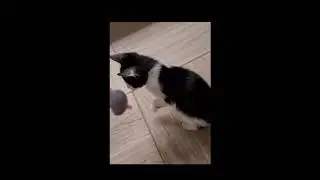 Ибра мурчеллиз
