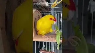 Красивый попугай какарик ест салат