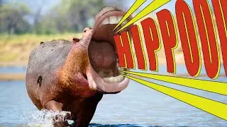 Hippopotamus Song