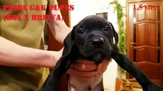 PRIDE G&K PUPES 2019 (BOY X BRITVA) ОТЧЁТ ПО БРОНИ