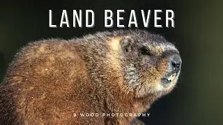 Marmots | Groundhogs | Land Beaver | Mountain Mouse  🐿️
