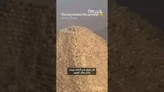 فيديو كلب فوق قمة هرم الجيزة يخطف الأنظار.. كيف صعد ونزل بخفة؟