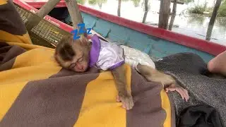 Monkey Zhuly, she slept very well after sleeping on her father's chest, receiving warmth from his
