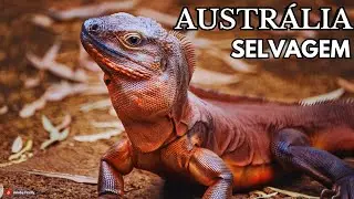 AUSTRÁLIA SELVAGEM |Animais Estranhos e Fascinantes - Documentário Gratuito em Português