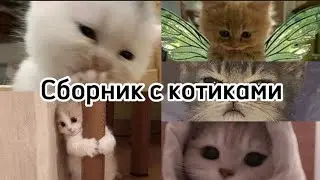 TikTok подборка видео с котиками😍🦋
