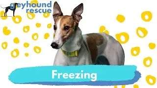 Greyhound Rescue - Freezing