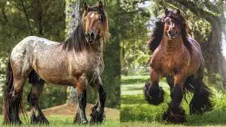 Ardennes Horses | Ancient Roots Modern Utility