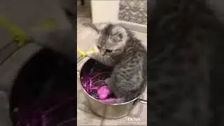 котик + колбаса =❤