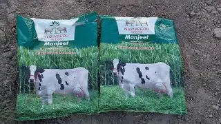 मक्की की टॉप वैरायटी Top varieties of cornMakke ki top variety
