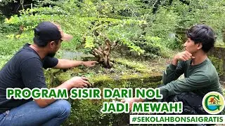 PROGRAM SISIR CANGKOKAN JADI MEWAH DAN MAHAL  || #SEKOLAHBONSAIGRATIS