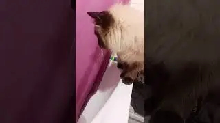 КОТ АРТУР ВОДЯНОЙ, АРТУР ВОДЯНОЙ!