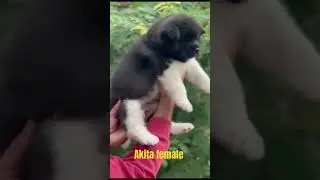 Akita female puppy with high quality 👍Comment share and subscribe