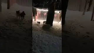 гостиница для животных Петрозаводск