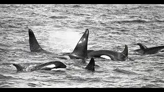 Center for Whale Research