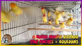 Nuevo aviario visitado Star finches + Gouldians 🦜