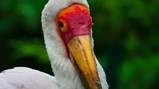 Wasser und Vogel Geräusche