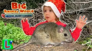 BIG ANIMAL WORLD ЛЕТУЧИЕ МЫШИ ЛЕСНОЙ ХОМЯК игрушки как ДЕАГОСТИНИ DEAGOSTINI распаковка