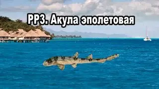 Русская рыбалка 3. Акула эполетовая. (Квест 