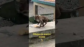 ОБЕЗЬЯНА ВОРОВКА🐵🙈🙉🙊
