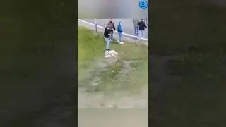 Try Not To Laugh 😂 | Funny Moments | Memes #shorts