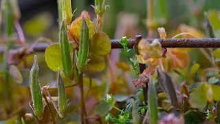 💣 Slow Motion Exploding Seed Pods 💥