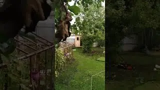 Идут летние дожди! И это ПРЕКРАСНО!!!!
