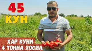 КУНИГА 4 ТОННАДАН ПОМИДОР ТЕРЯБМАН ( 12'000'000 СУМ ) BT 17-07 F1. 