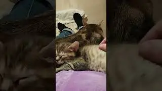 Про курильских бобтейлов и черепаховый окрас кошек.