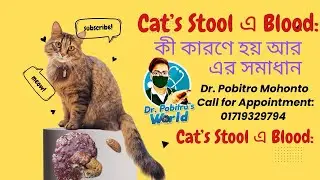 Cat's Stool এ Blood!  Causes & Solution || বিড়ালের পটিতে রক্ত || Dr. Pobitro
