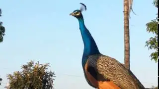 canto do pavão