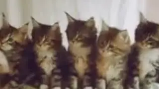 آهنگ شادکردی بارقص گربه2020😆😂