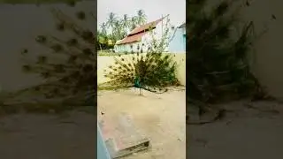 Fabulous Peacock dance 🦚