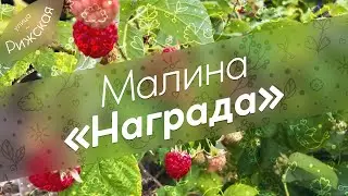 Малина «Награда» 🌿 Урожайный сорт, особенности ухода