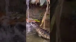 Crocs love waterfalls? This is a Broad-snouted caiman native to South America
