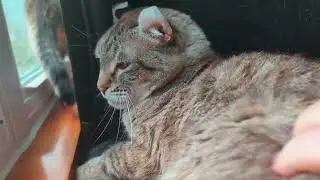 Gadget is about to be a teenager (Highlander cat)