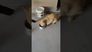 Astolfo e sua primeira refeição no novo lar. #gatos #gatosfofos