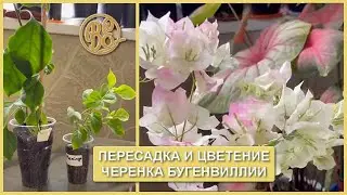 Transplanting and flowering bougainvillea cuttings