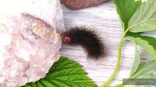 Кто появится из этой гусеницы?