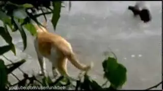 Самое прикольное видео Нападение птиц на кота(new)