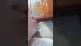 Кеша целуется.