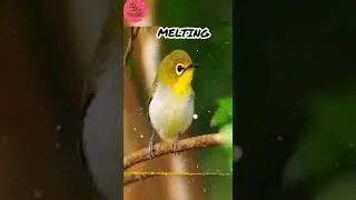 NEW STATUS VIDEO BY A & C Creationzz  ll MELTING🎶