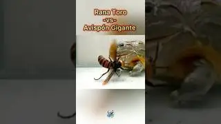 Giant Asian Hornet vs. Bullfrog 🐸 🐝 | Unexpected ending 👀🙈