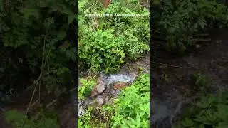 Красноярск! Дорога на Столбы🧗‍♂️🏔️⛰️🌳🐿️🐦‍⬛🦅🦉 #путешествия #природа #отдых #лес #прогулки