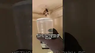 How to get rid of wasps 