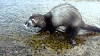 Ferret in water