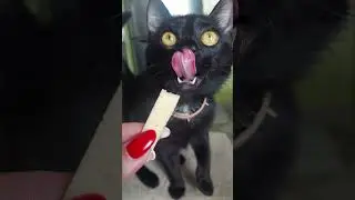 #gummybear #song #funny #happy #cat #pets #кот #kitten #animals #животные