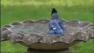 Future - Birds Take a Bath - (432hz)