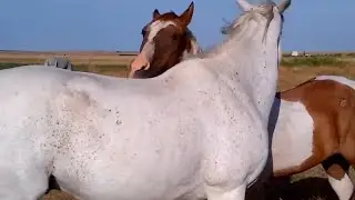 Two horses grooming each other ।  Две кобылы и жеребец