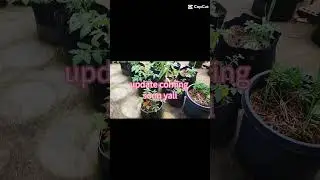 A full garden tour loading #garden #htown #gardeningincontainers #keyshaspetals