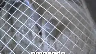 Amasadora horquilla